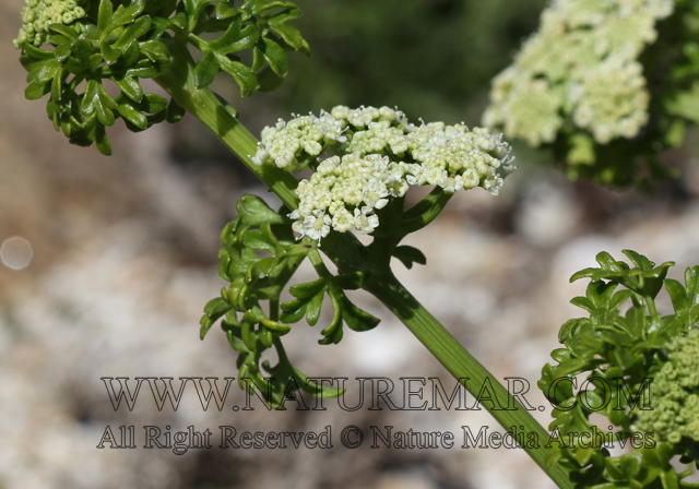 Apiaceae