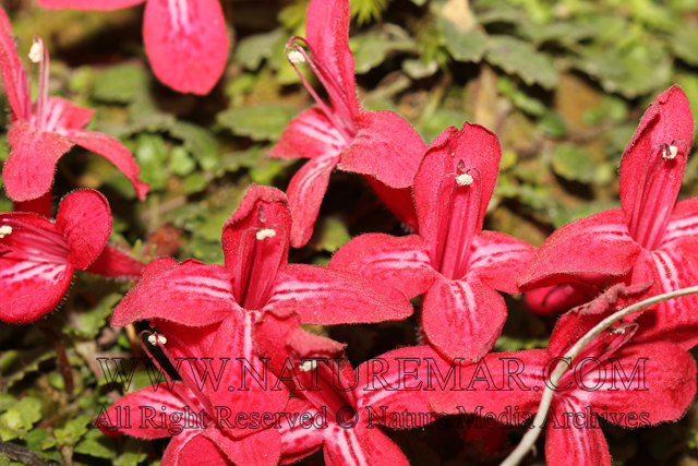 Gesneriaceae