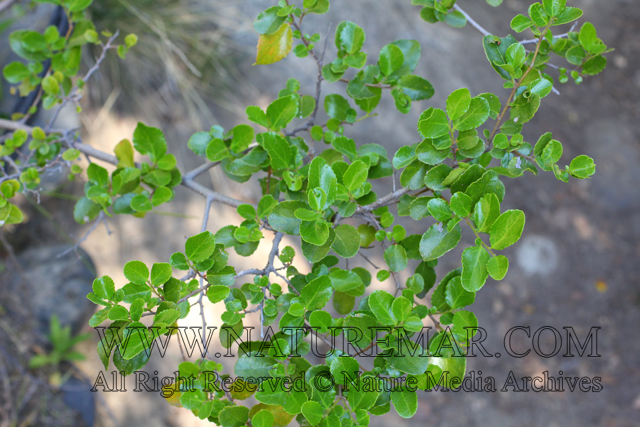 Flacourtiaceae