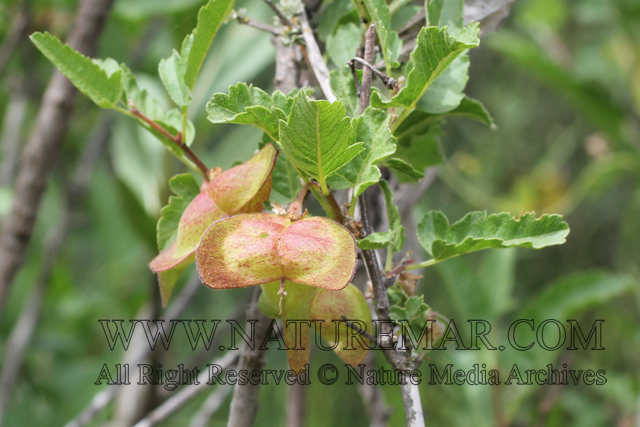 Sapindaceae