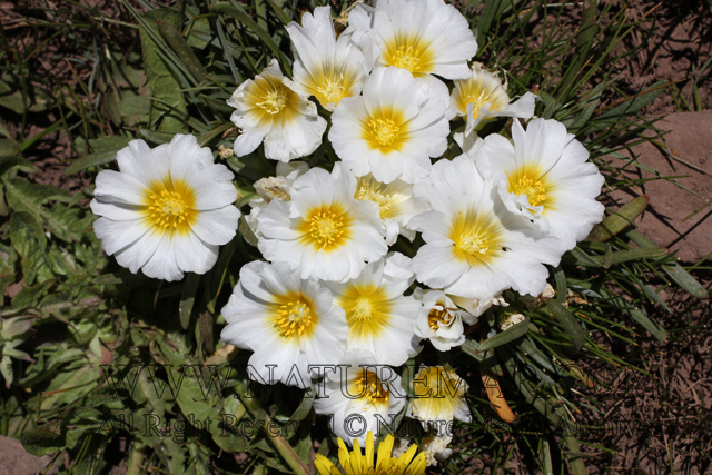 Portulacaceae