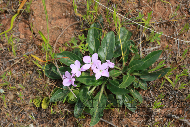 Acanthaceae