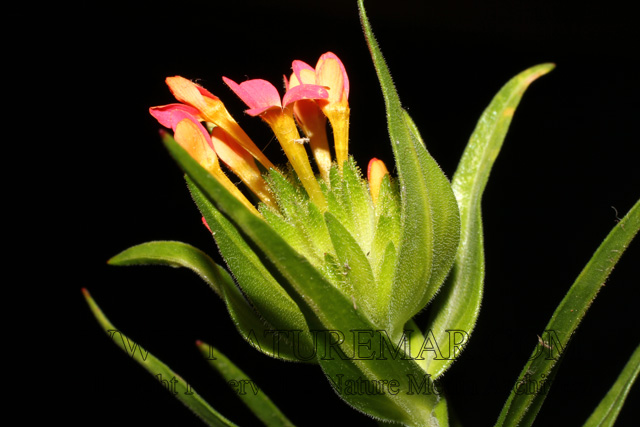 Polemoniaceae