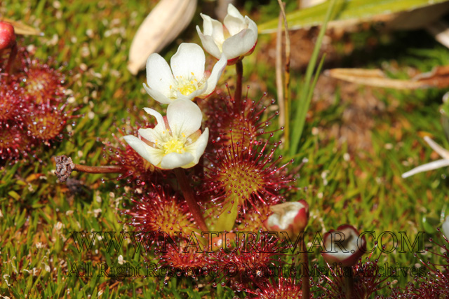 Droseraceae