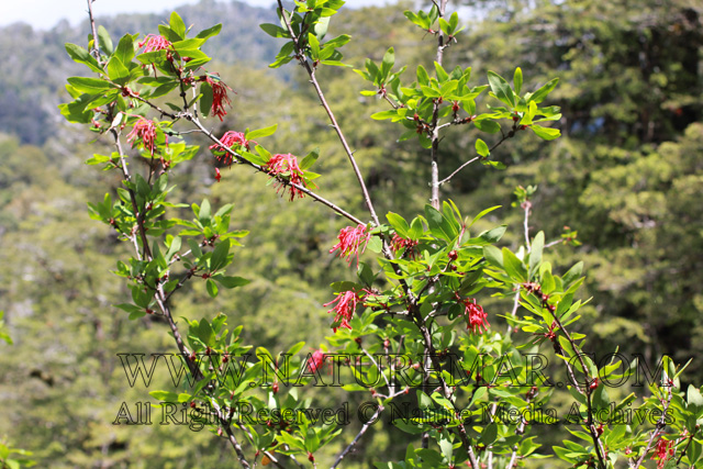 Proteaceae