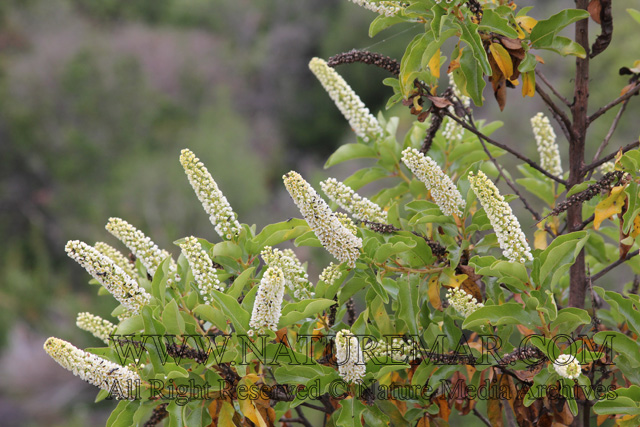 Escalloniaceae