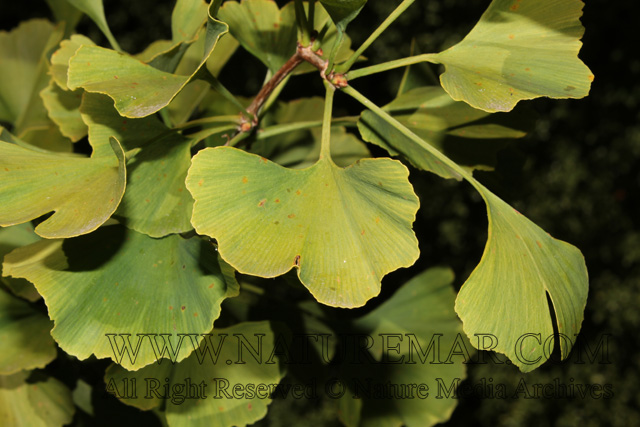 ginkgoaceae