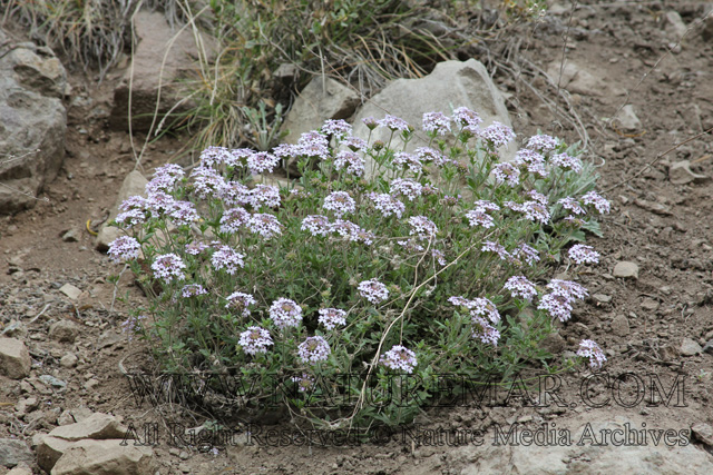 Verbenaceae