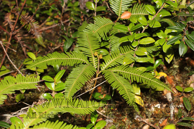 Gleicheniaceae