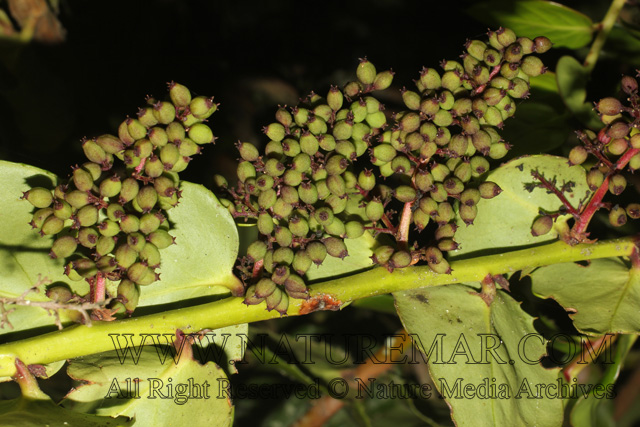 Griseliniaceae