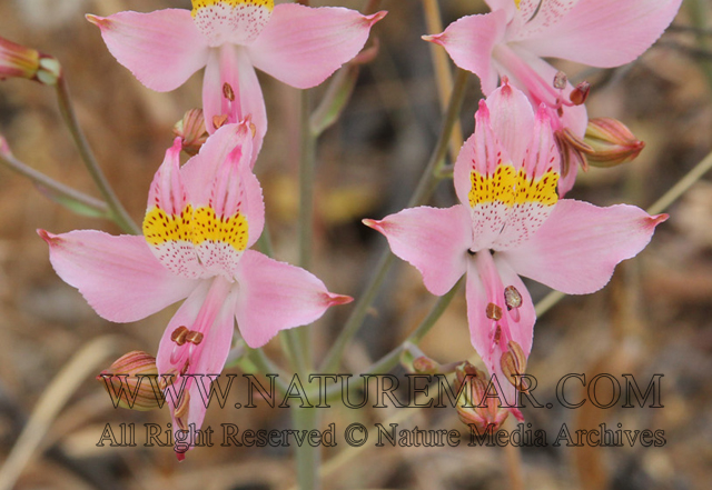 Alstroemeriaceae